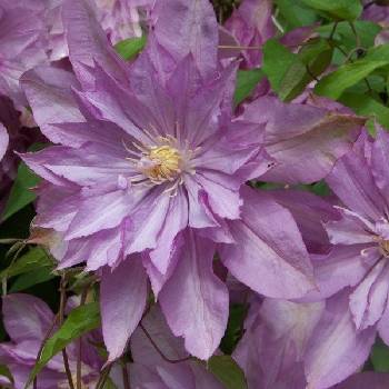 Клематис ‘Proteus’ (Clematis ‘Proteus’)